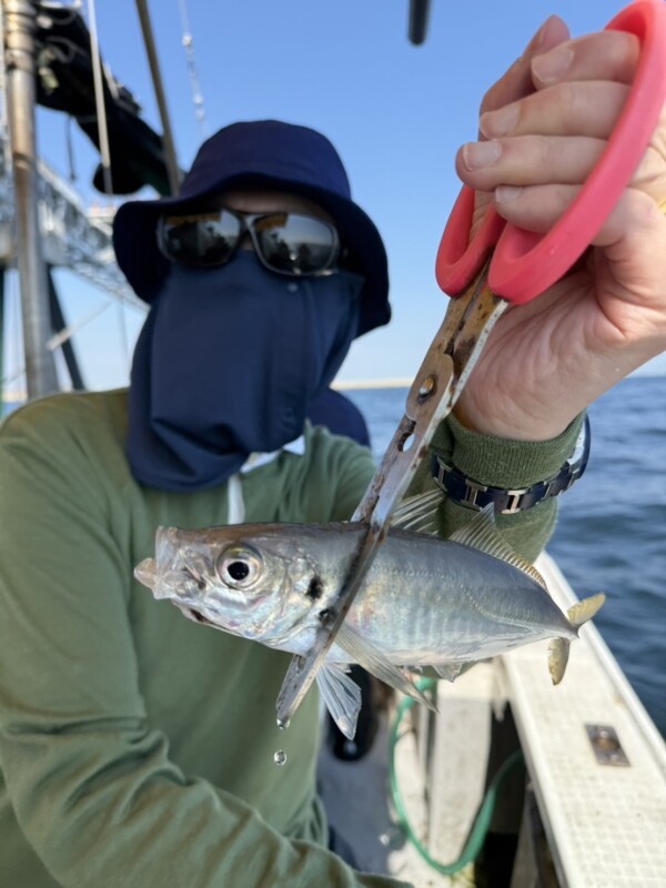 釣果写真