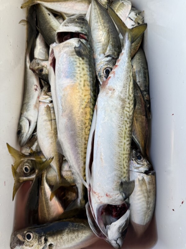 釣果写真