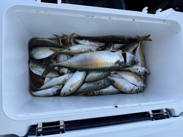釣果写真