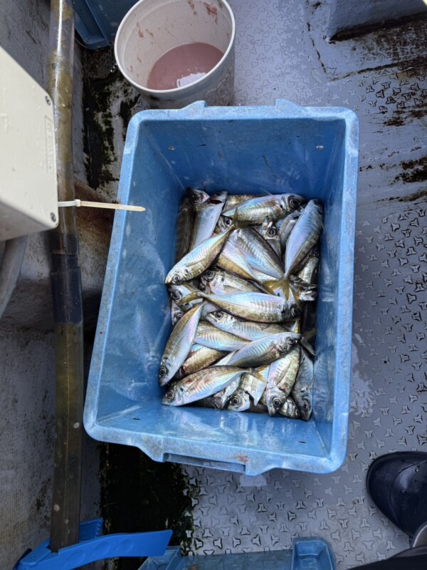 釣果写真