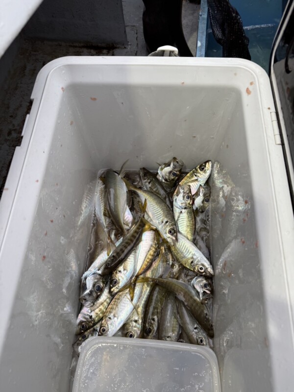 釣果写真