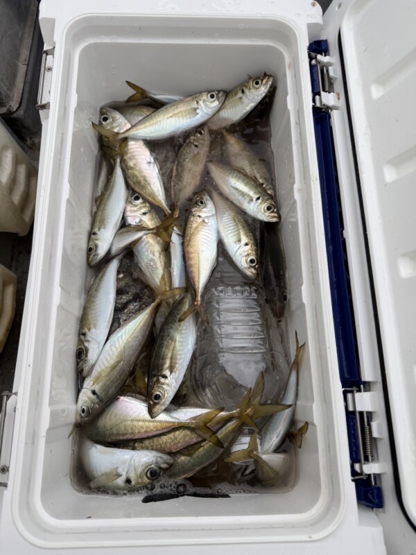 釣果写真