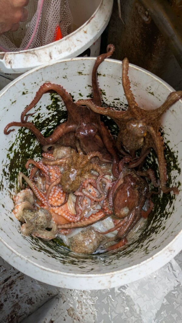 釣果写真