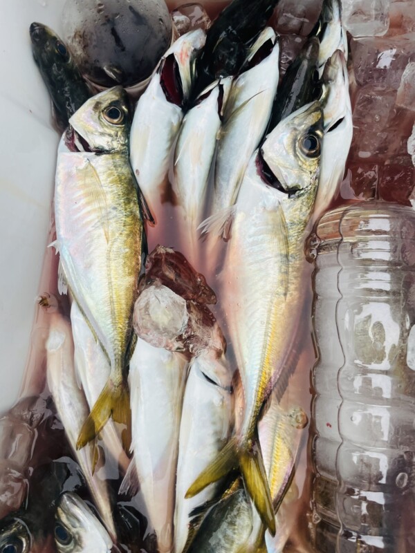 釣果写真