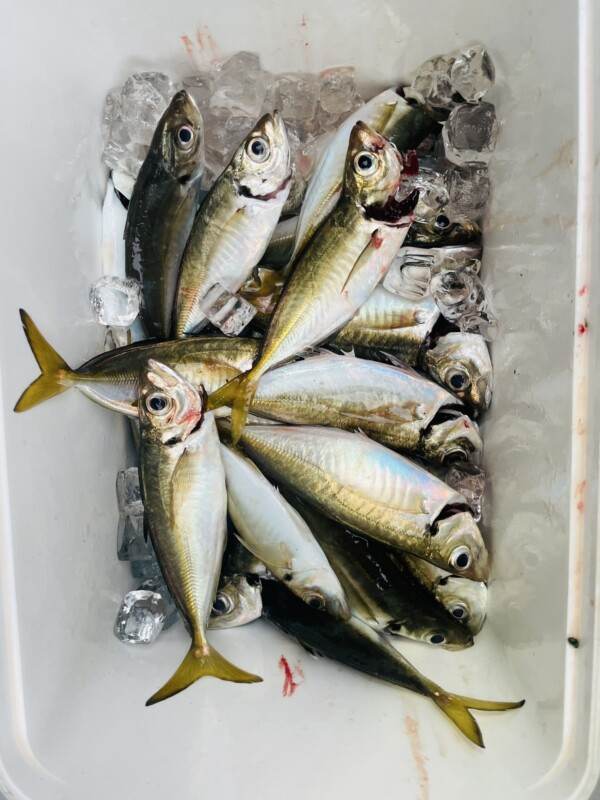 釣果写真