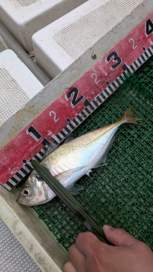 釣果写真
