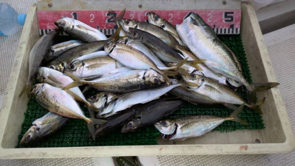 釣果写真
