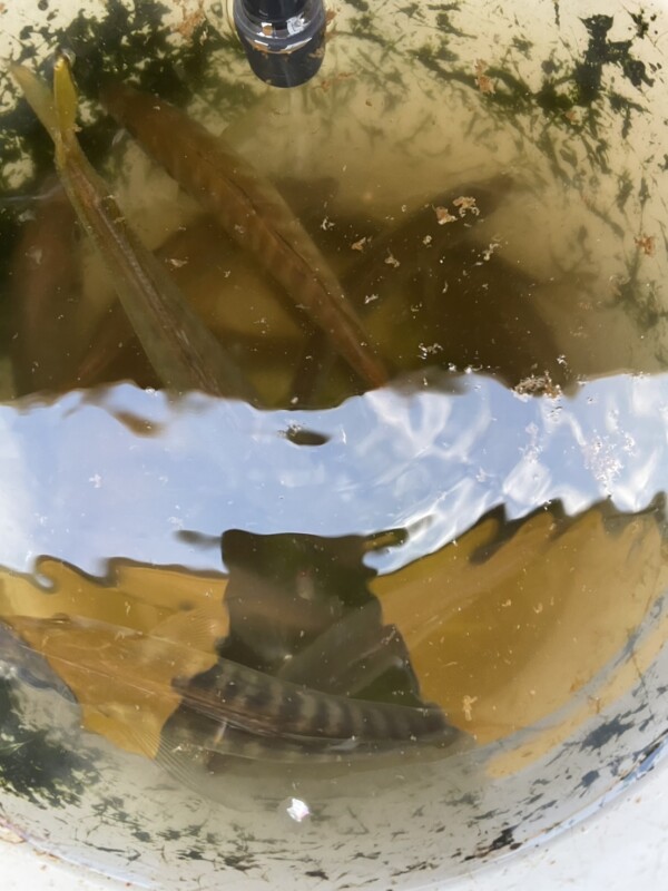 釣果写真