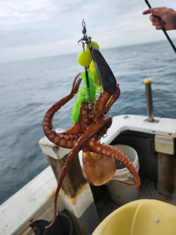 釣果写真