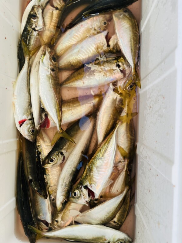 釣果写真