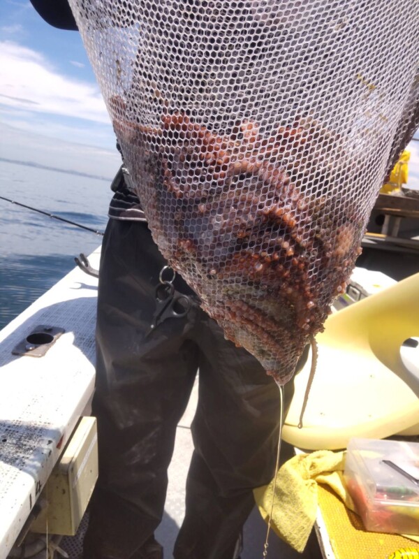 釣果写真