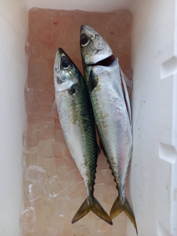 釣果写真