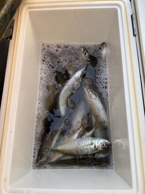 釣果写真