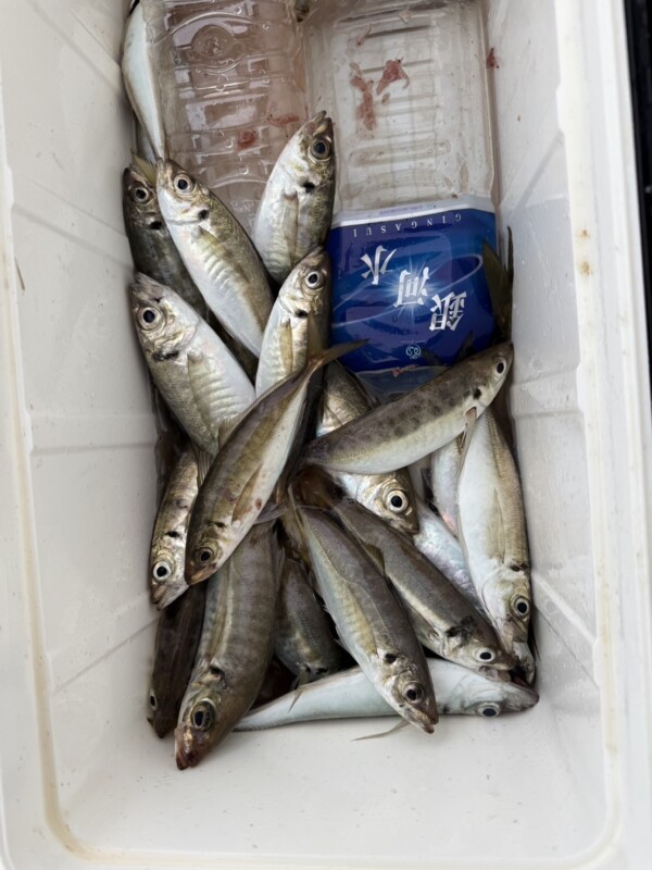 釣果写真