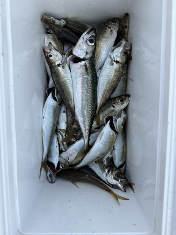 釣果写真