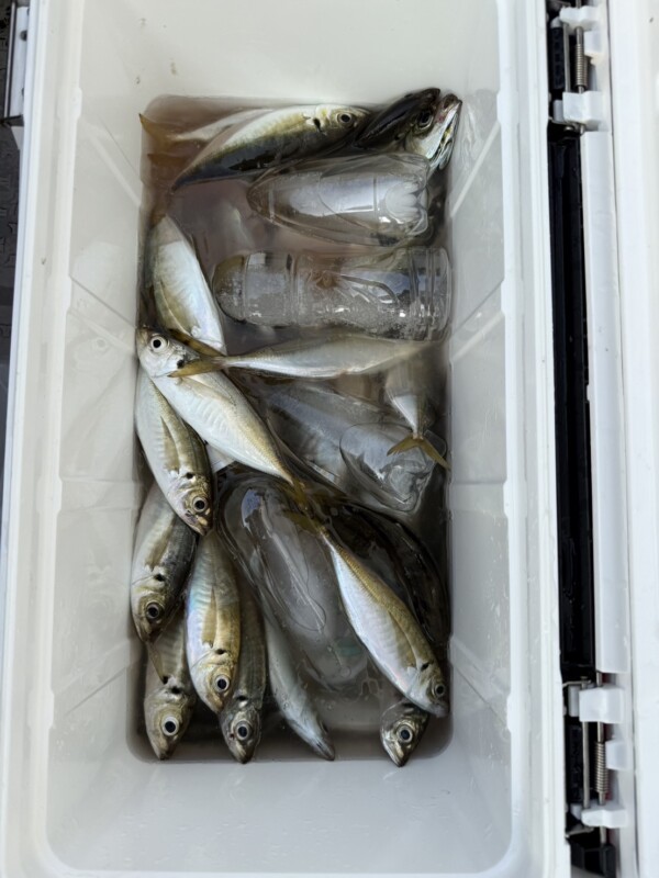 釣果写真