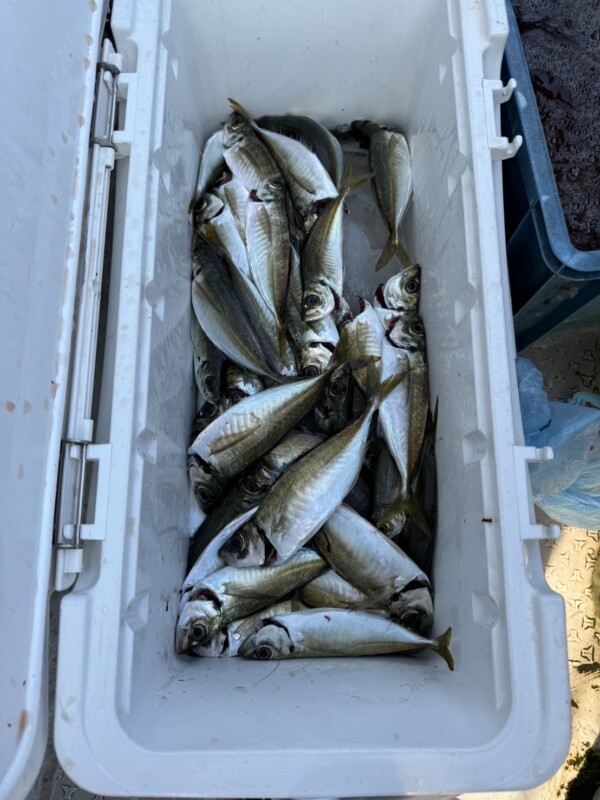 釣果写真