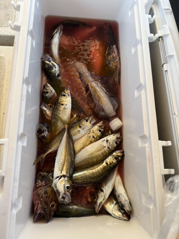 釣果写真
