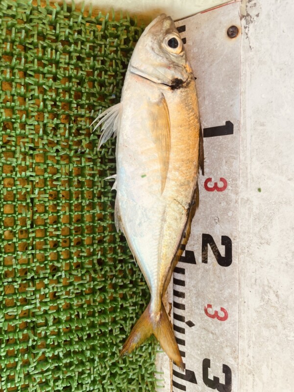 釣果写真
