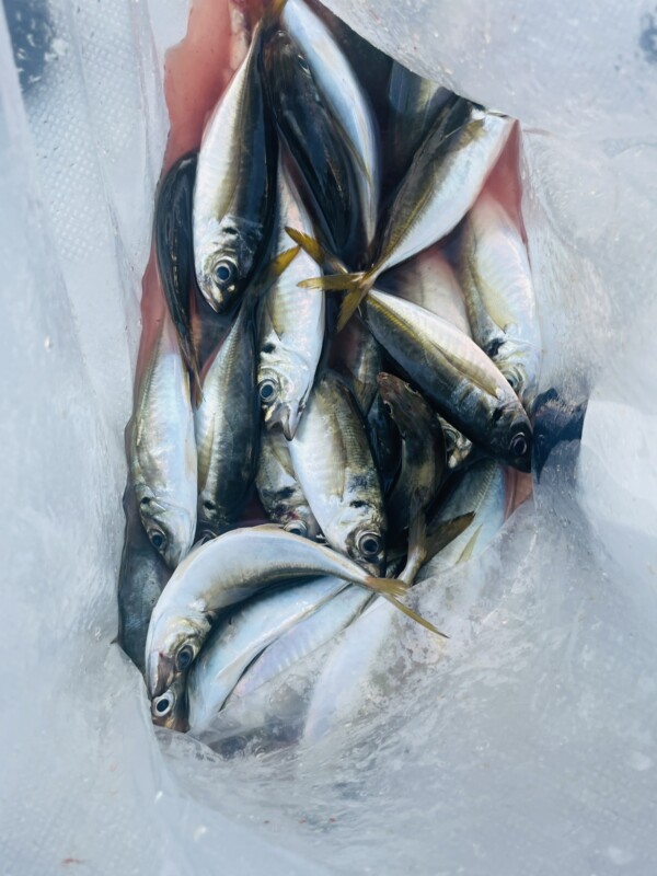 釣果写真
