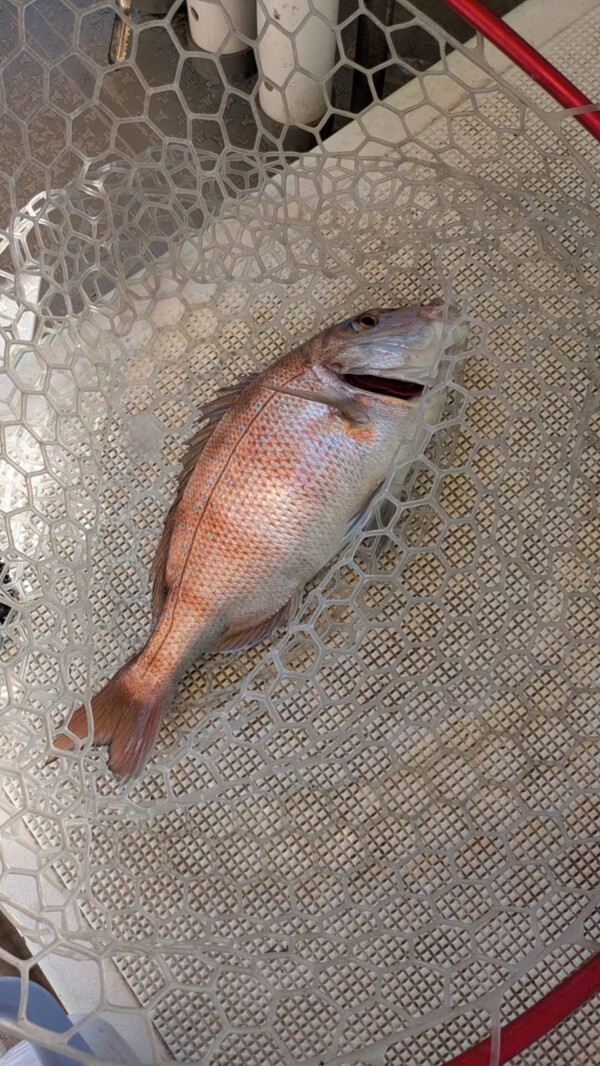 釣果写真