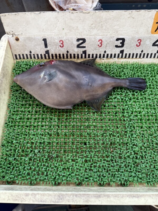 釣果写真