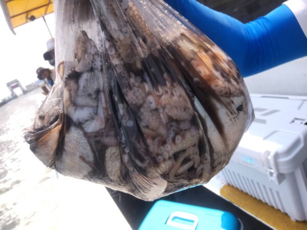 釣果写真