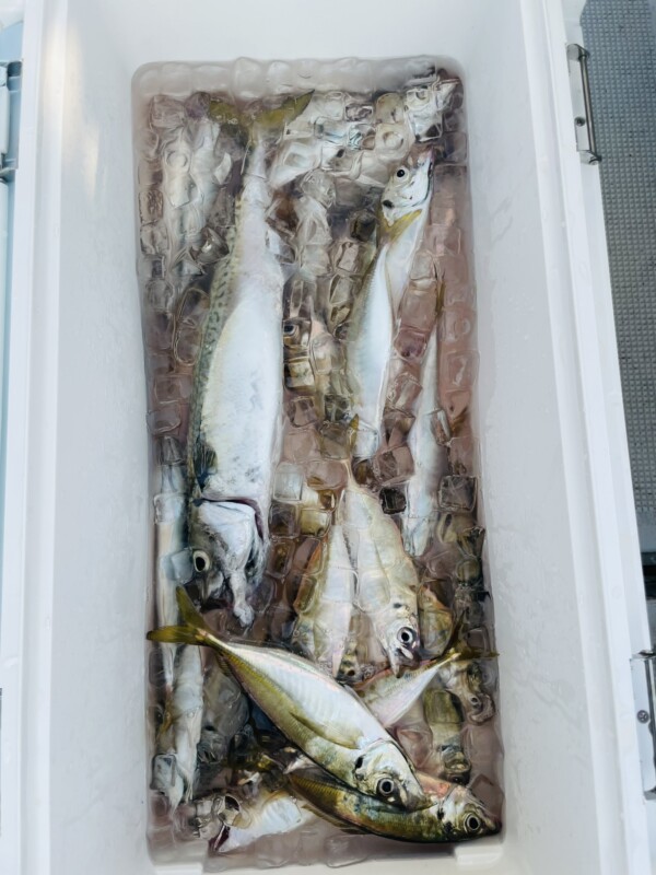 釣果写真