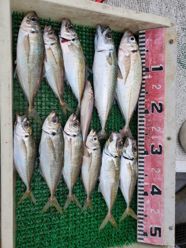 釣果写真