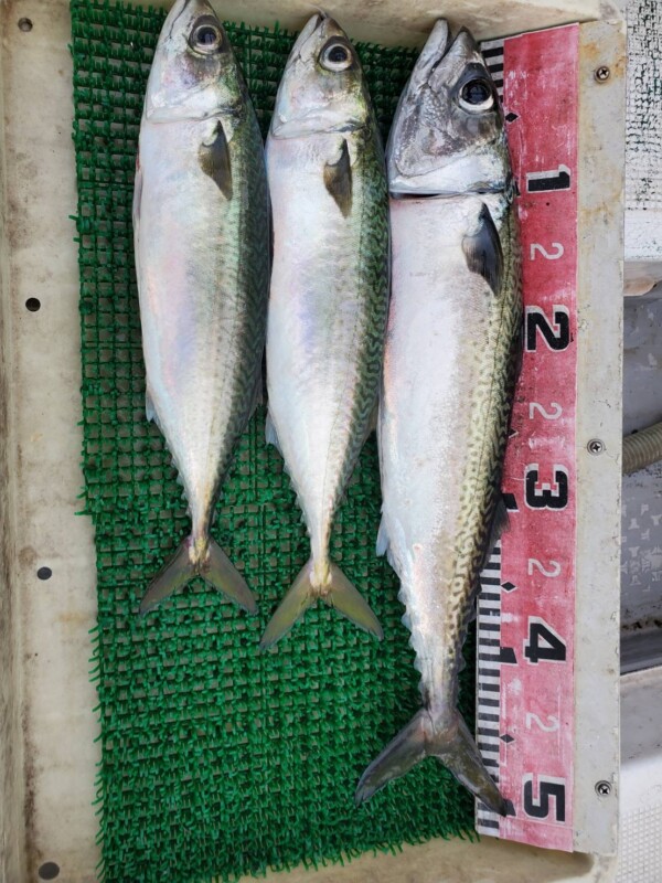 釣果写真