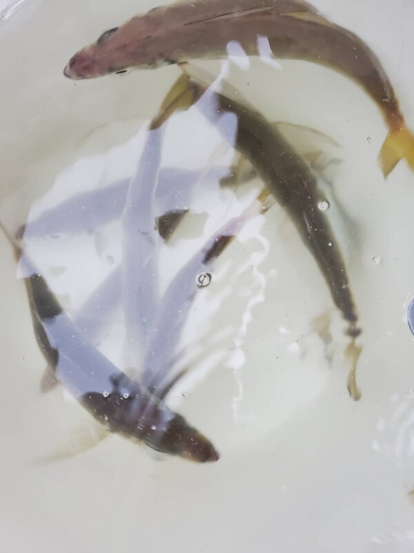 釣果写真