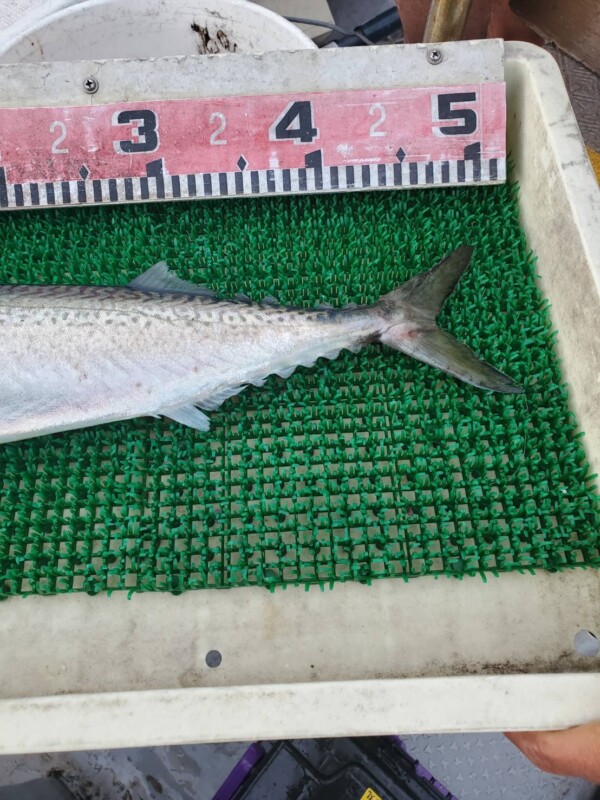 釣果写真