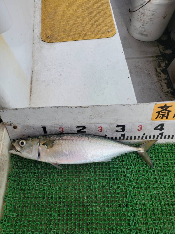 釣果写真