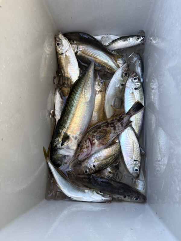 釣果写真