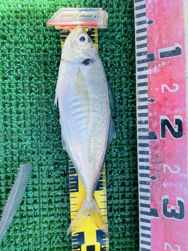 釣果写真