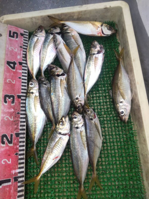 釣果写真