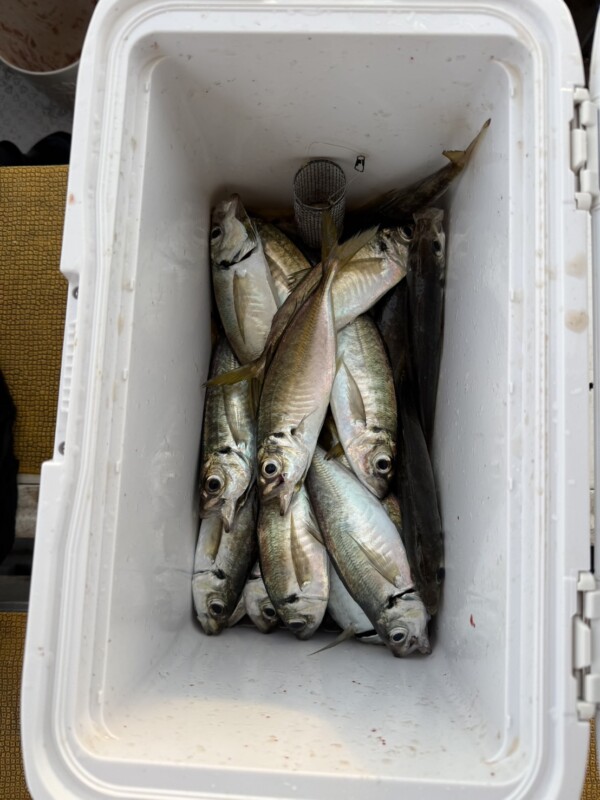 釣果写真