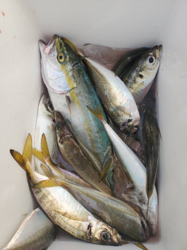 釣果写真