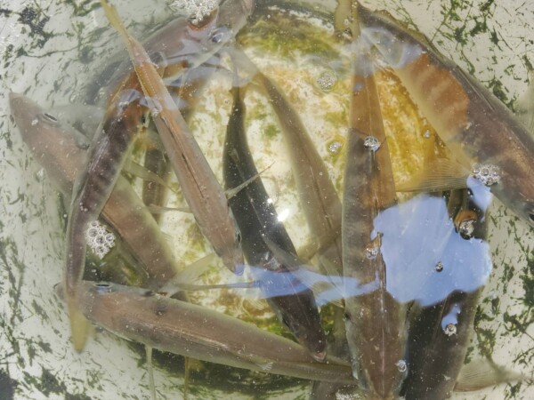 釣果写真