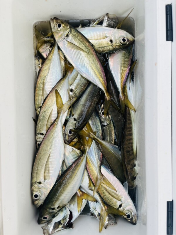 釣果写真