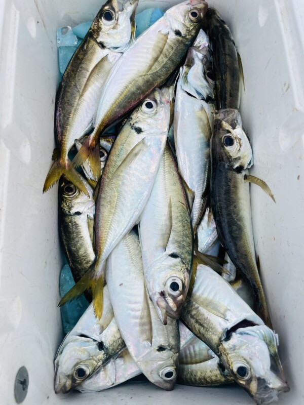 釣果写真