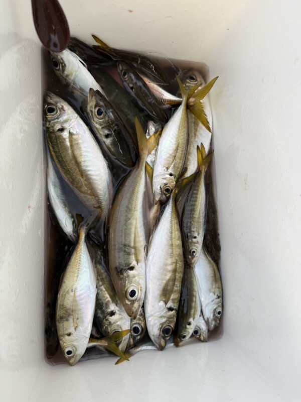 釣果写真