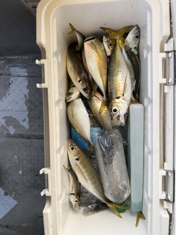 釣果写真