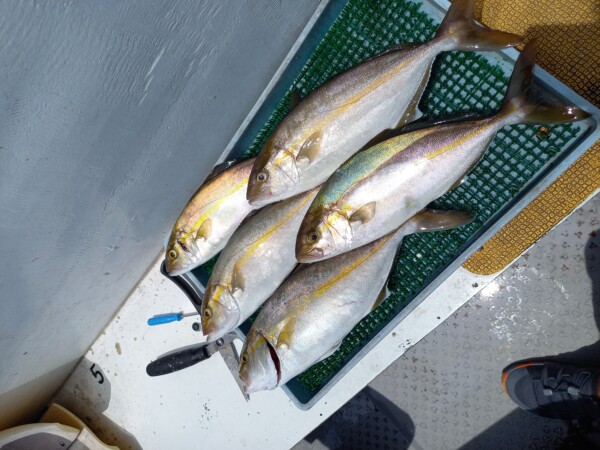 釣果写真