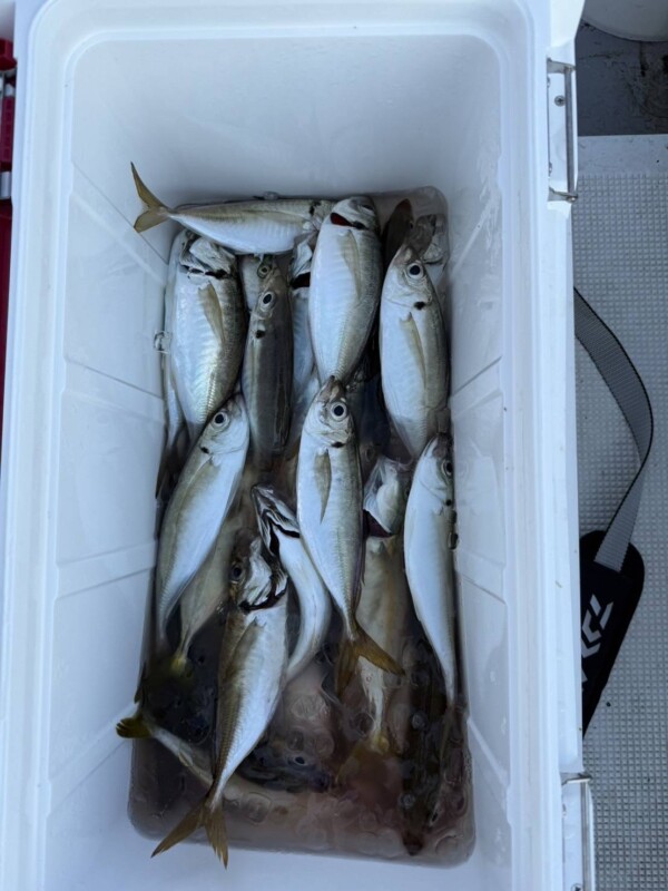 釣果写真