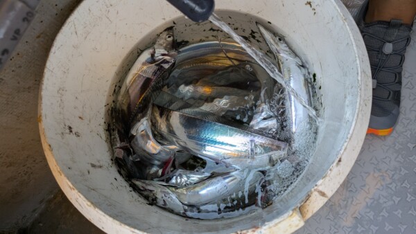 釣果写真