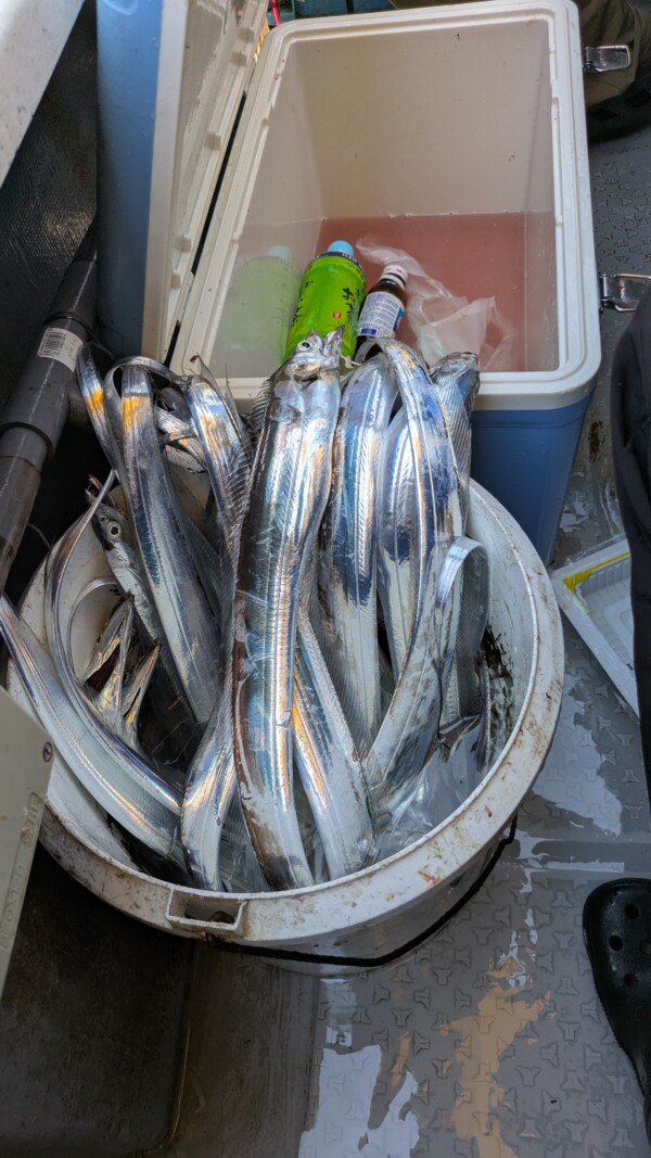 釣果写真