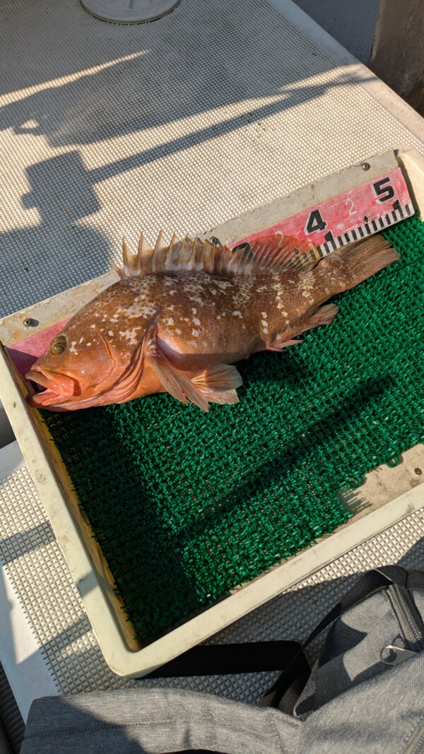 釣果写真