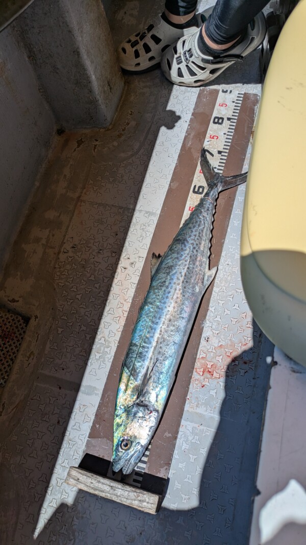 釣果写真