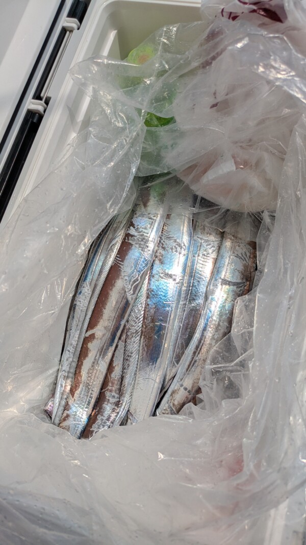 釣果写真